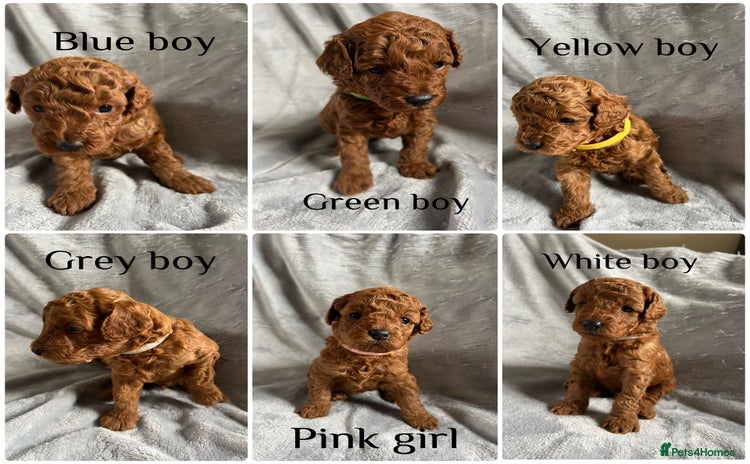 Toy Poodle dogs - Advert 1