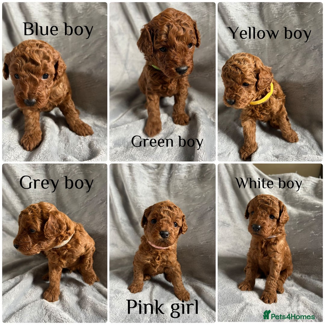 Toy Poodle dogs for sale: Beautiful Red Poodle Puppies - Image 1