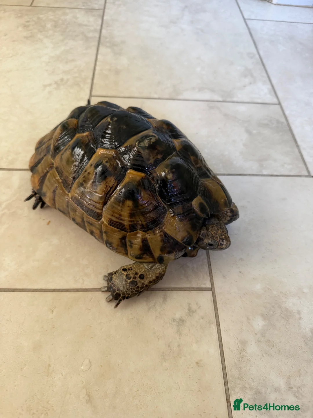 Tortoise reptiles for sale: Hermann tortoise and friend - Advert 2
