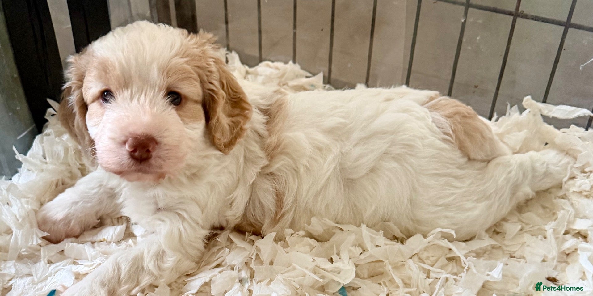 Cockapoo dogs for sale: Cockerpoo - Advert 1