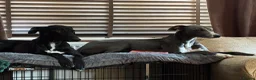 Whippet dogs for sale: Two male whippet puppies  - Advert 12