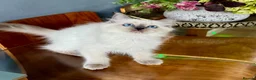 Ragdoll cats for sale: Ragdoll kittens - Advert 14