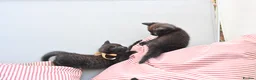 British Shorthair cats for sale: 5 Bundles of Love - Persian x BSH kittens  - Advert 9