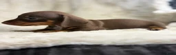 Miniature Dachshund dogs for sale: Beautiful dachshund puppies  - Advert 9