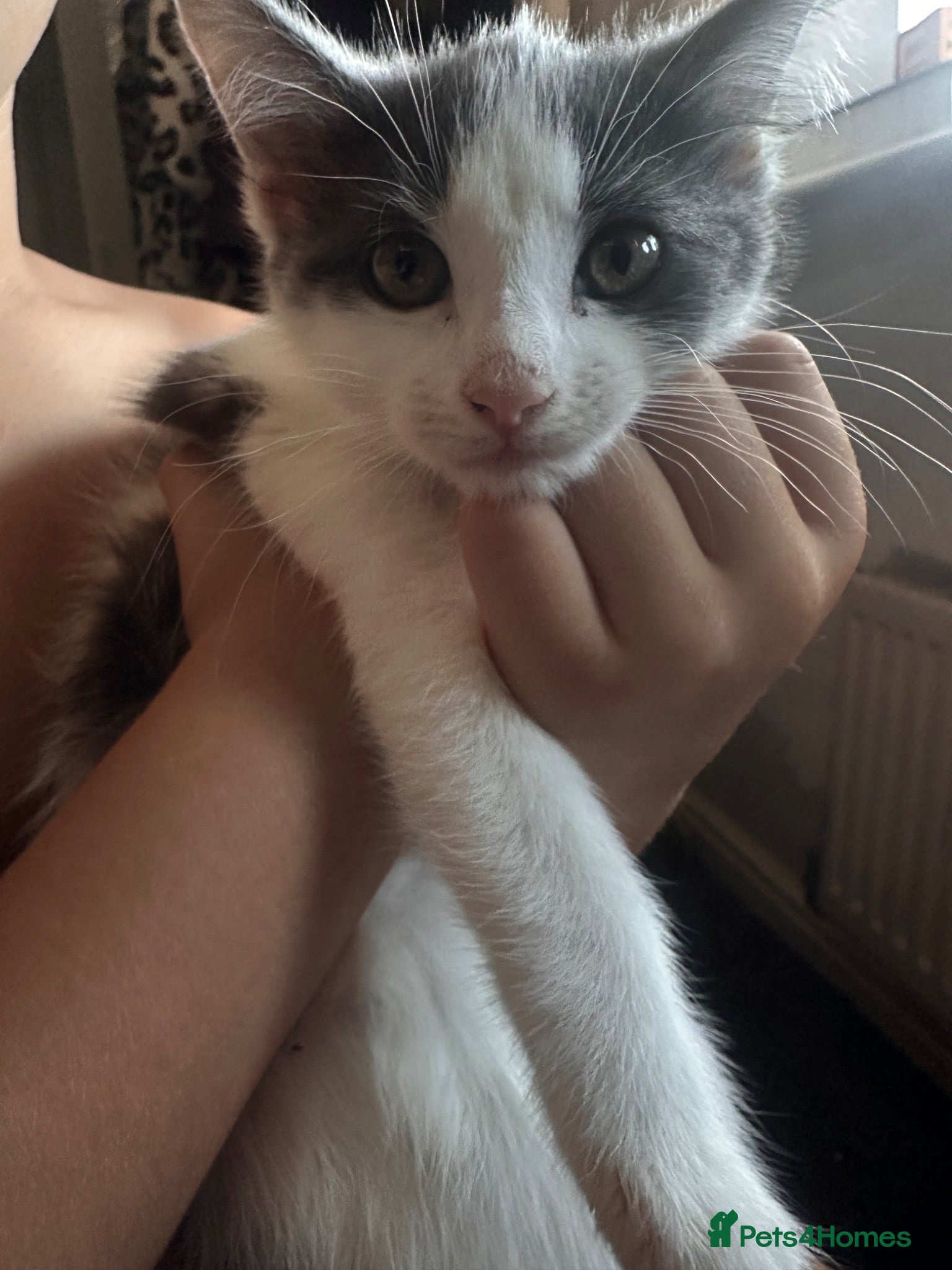 Mixed Breed cats Giant toe eaters - Advert 2