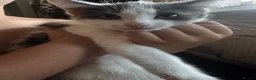 Mixed Breed cats for sale: Giant toe eaters - Advert 2
