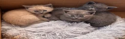 Siamese cats for sale: Siamese x Persian kittens 🐾 - Advert 3