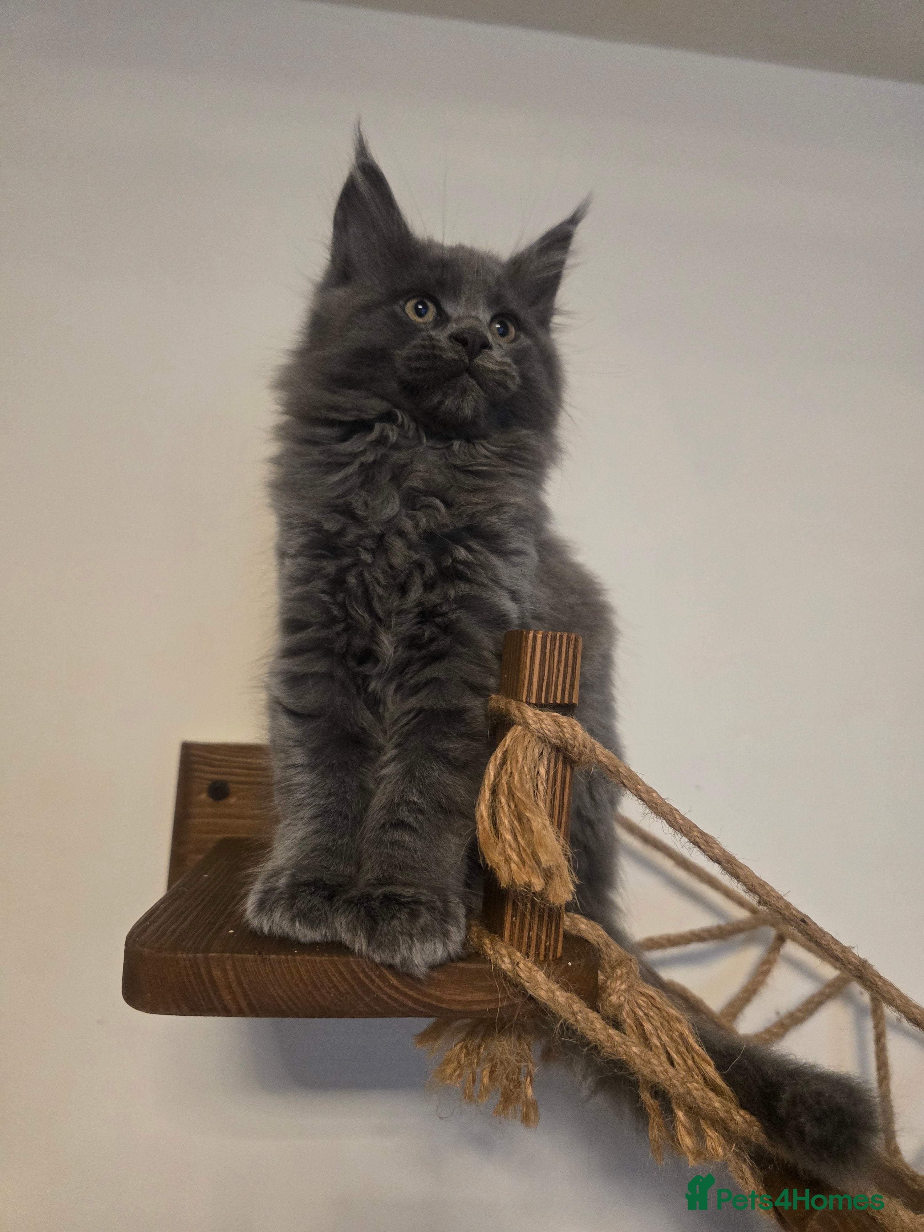 Maine Coon cats 4 Adorable Maine Coons  - Advert 14