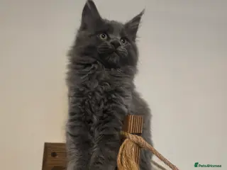 Maine Coon cats 4 Adorable Maine Coons - Advert 14