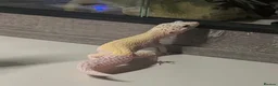 Leopard Gecko reptiles for sale: Female Leopard gecko - Advert 5
