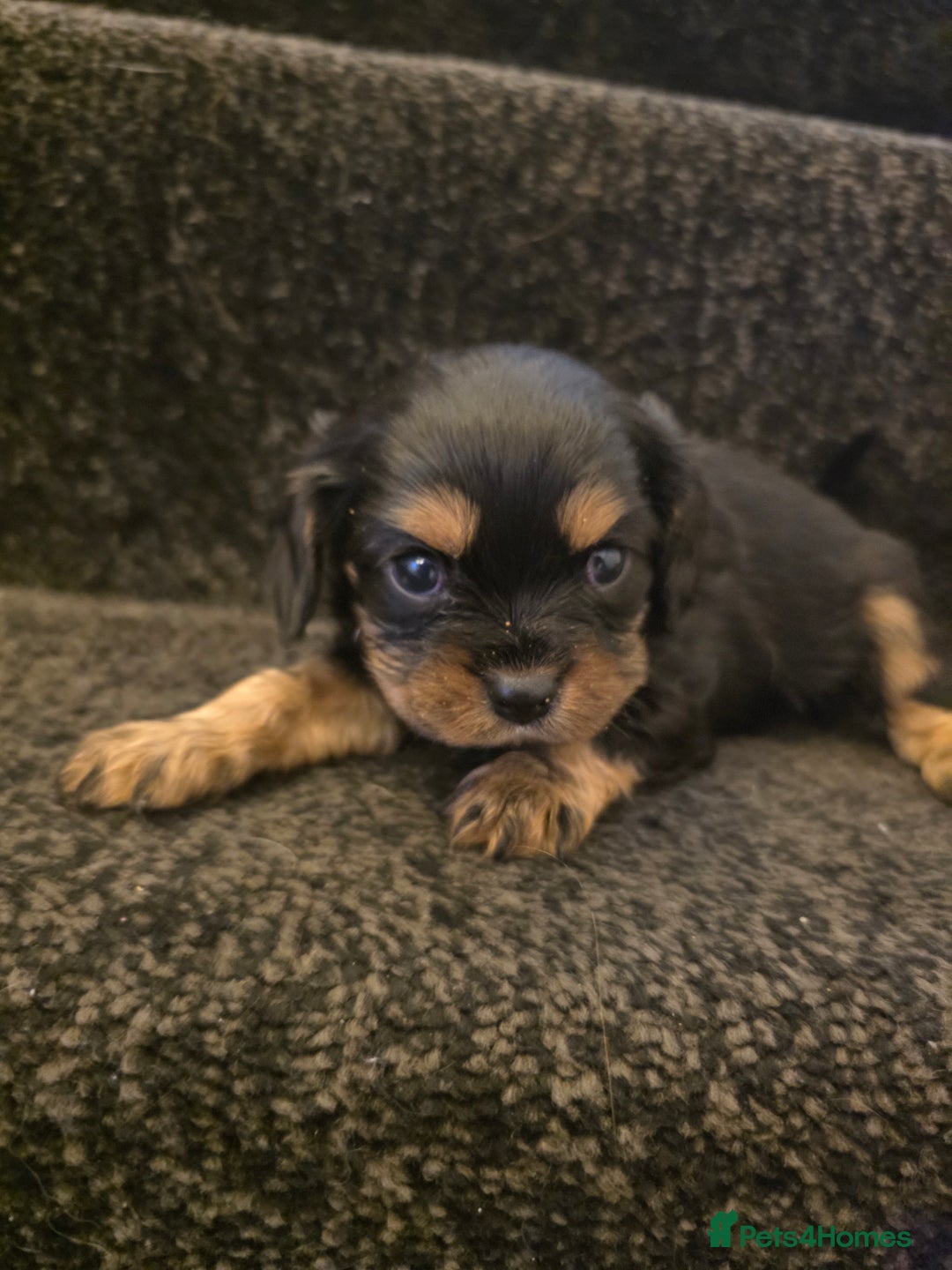 Cavalier King Charles Spaniel dogs for sale: Cavalier King Charles puppies  - Advert 6
