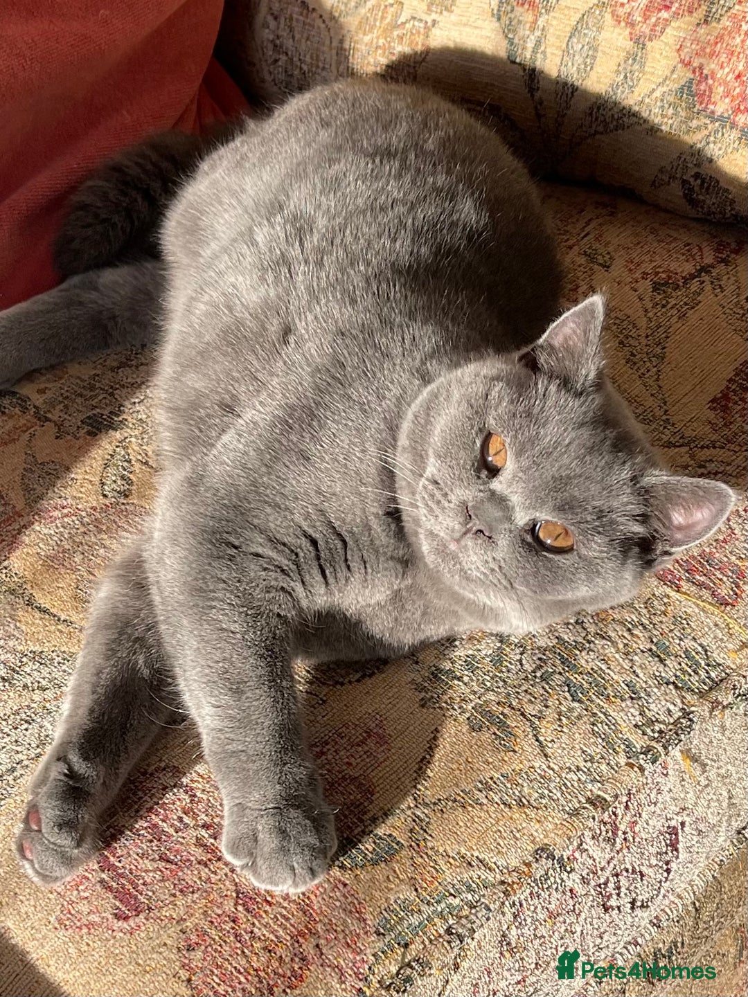 British Shorthair cats for sale: Just Rey left - Advert 2