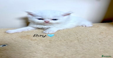 Persian cats - Advert 11