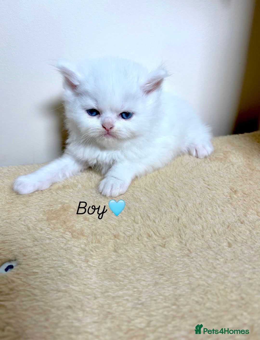 Persian cats for sale: Pure breed Rare Colours Gorgeous Persian Kittens  - Image 3