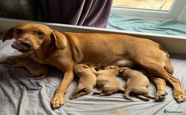 Labrador Retriever dogs KC Red fox Labrador puppies ready to view  - Advert 2