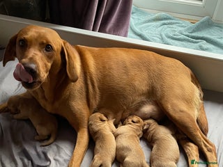 Labrador Retriever dogs KC Red fox Labrador puppies ready to view - Advert 11