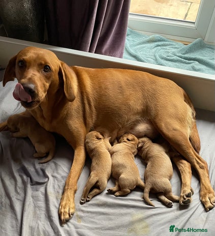 Labrador Retriever dogs KC Red fox Labrador puppies ready to view - Advert 1