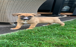 Mixed Breed dogs for sale: German shepherd hybrid for sale - Image 4