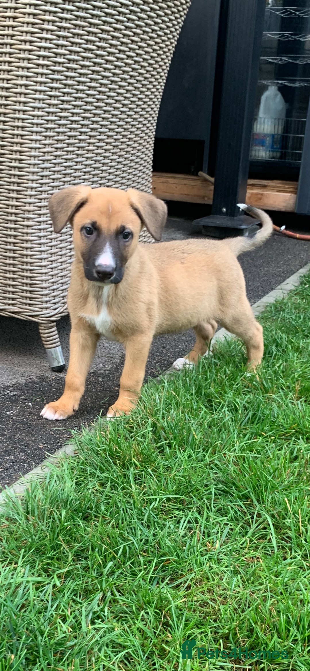 Mixed Breed dogs for sale: German shepherd hybrid for sale - Image 4