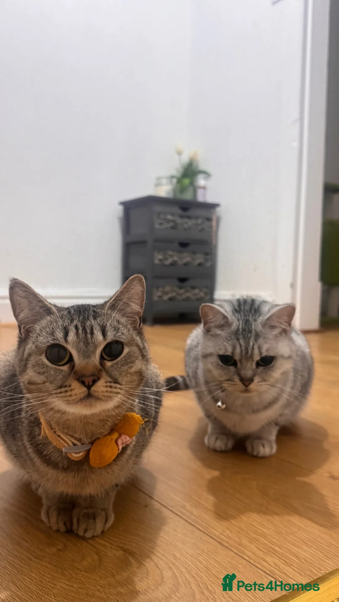 British Shorthair cats for sale: Fawn Female Tabby British Shorthair  in Manchester - Advert 2