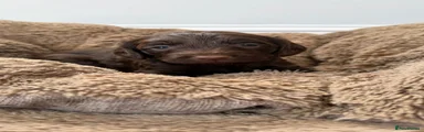 Cockapoo 1