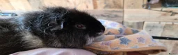 Guinea Pig rodents for sale: Pair of bonded Boars 7 months old in Doncaster - Advert 4
