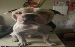 Alapaha Blue Blood Bulldog dogs for sale: Alpha bulldog - Image 4