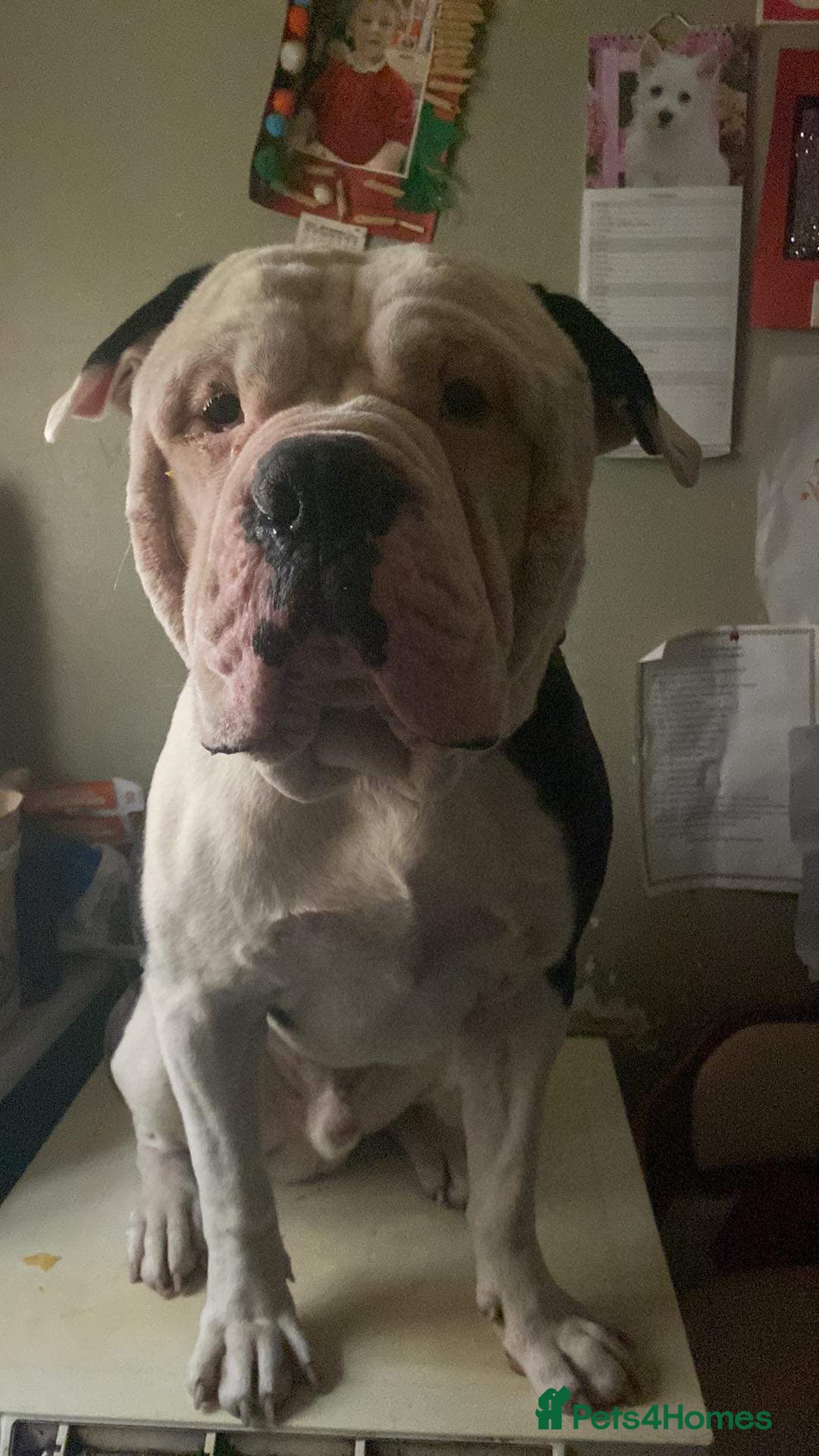 Alapaha Blue Blood Bulldog dogs for sale: Alpha bulldog - Image 4