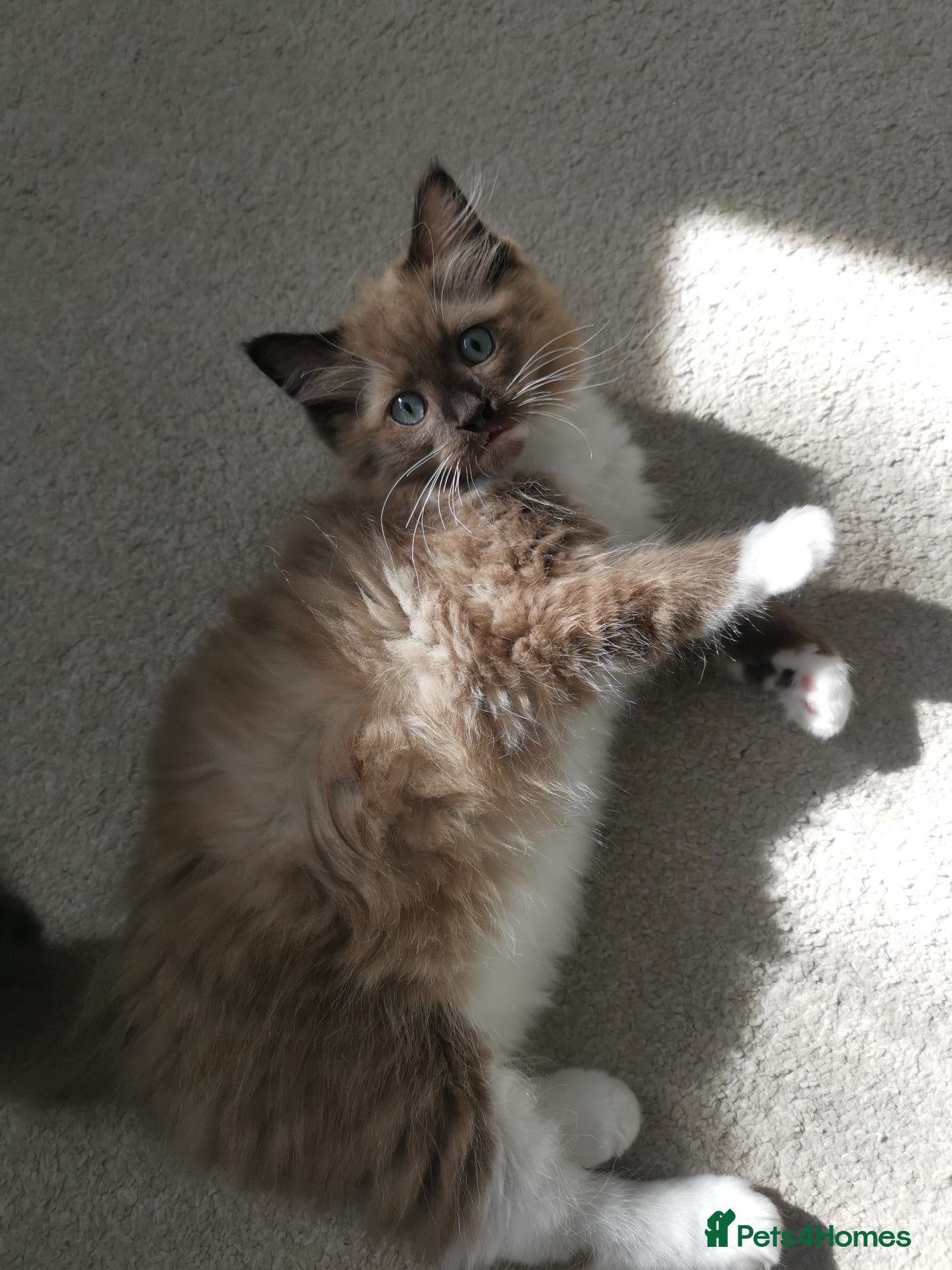 Ragdoll cats Stunning Chocolate Mink Mitted Ragdoll Boy - Advert 2