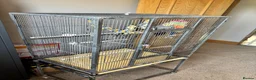 Cockatiels birds for sale: 3 mixed cockatiels 1 hand tame with 2 cages  - Advert 5