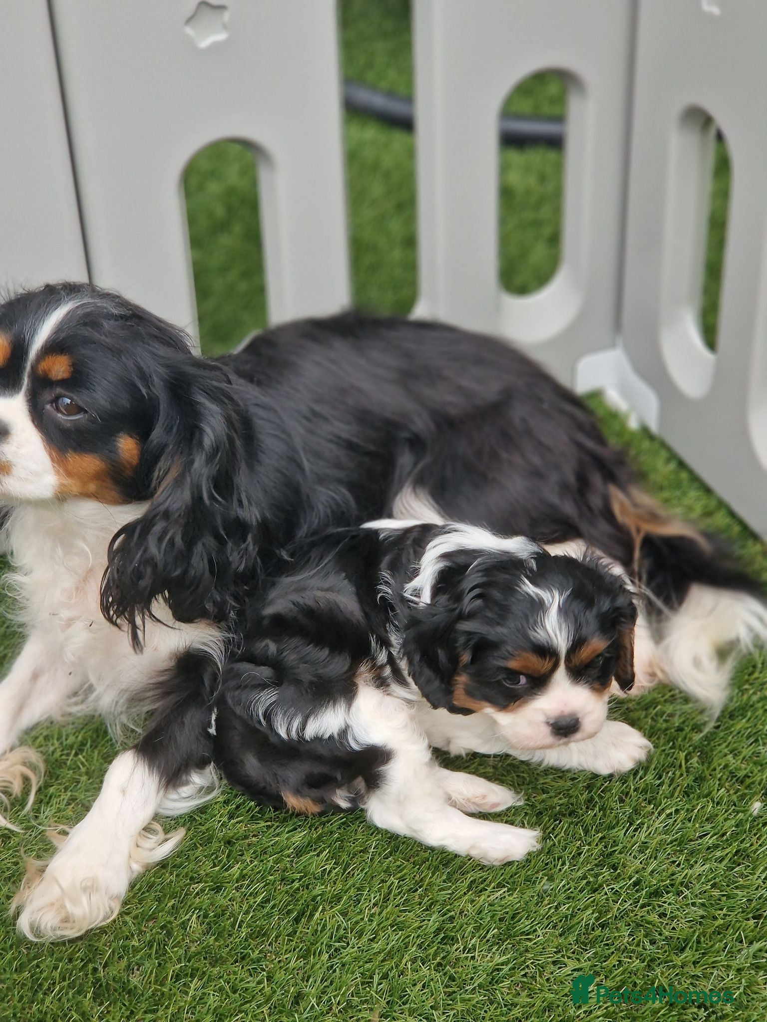 Cavalier King Charles Spaniel dogs KC Cavalier King Charlies boy! - Advert 5