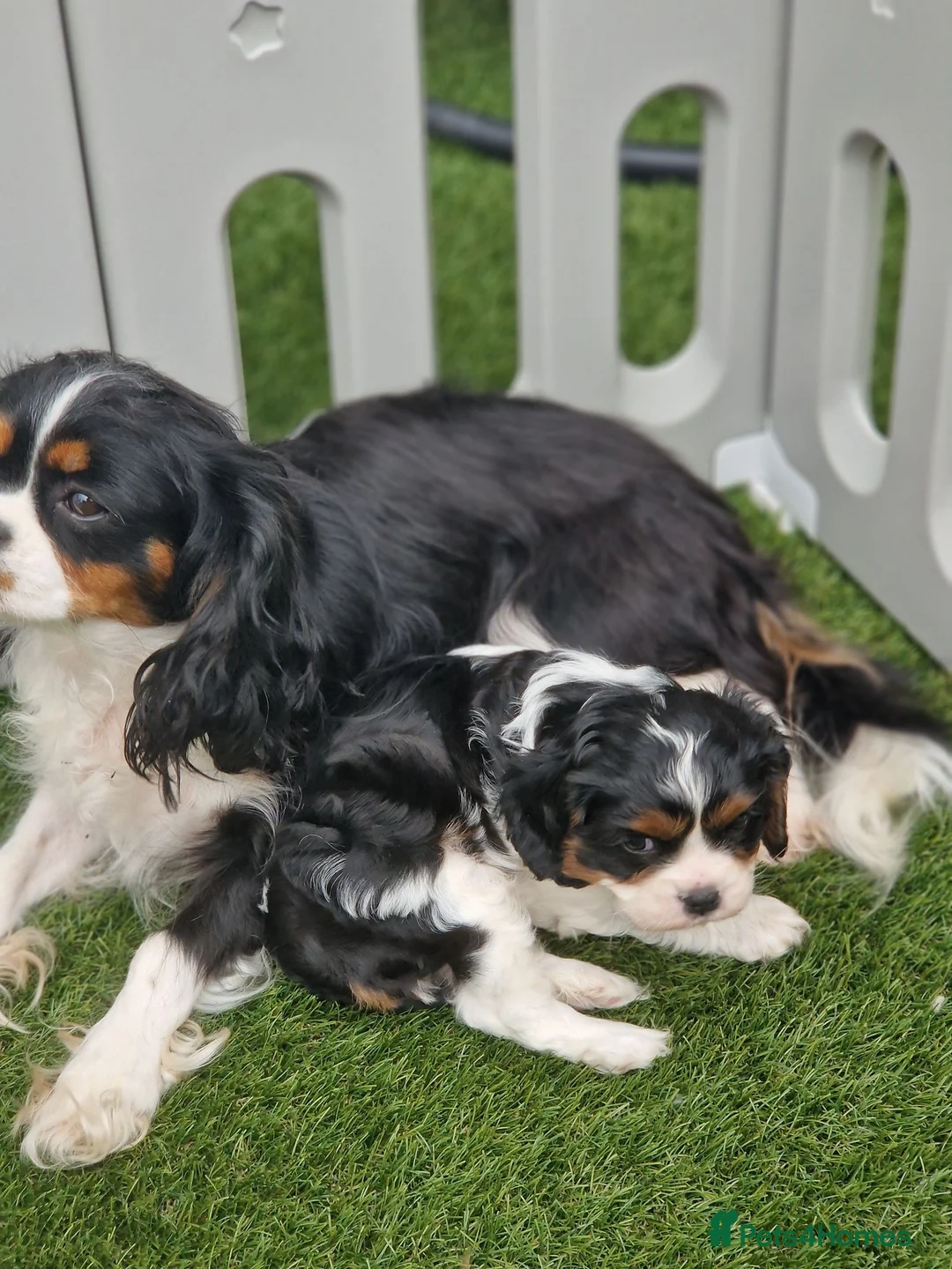 Cavalier King Charles Spaniel dogs for sale: KC Cavalier King Charlies boy! - Advert 5