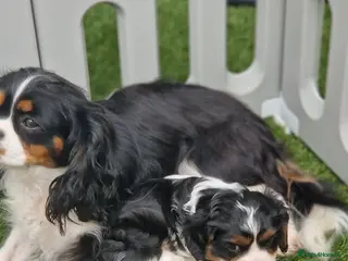 Cavalier King Charles Spaniel dogs KC Cavalier King Charlies boy! - Advert 5