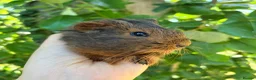 Guinea Pig rodents for sale: LOTS of Stunning Baby Girl Guinea Pigs 💗 - Advert 2