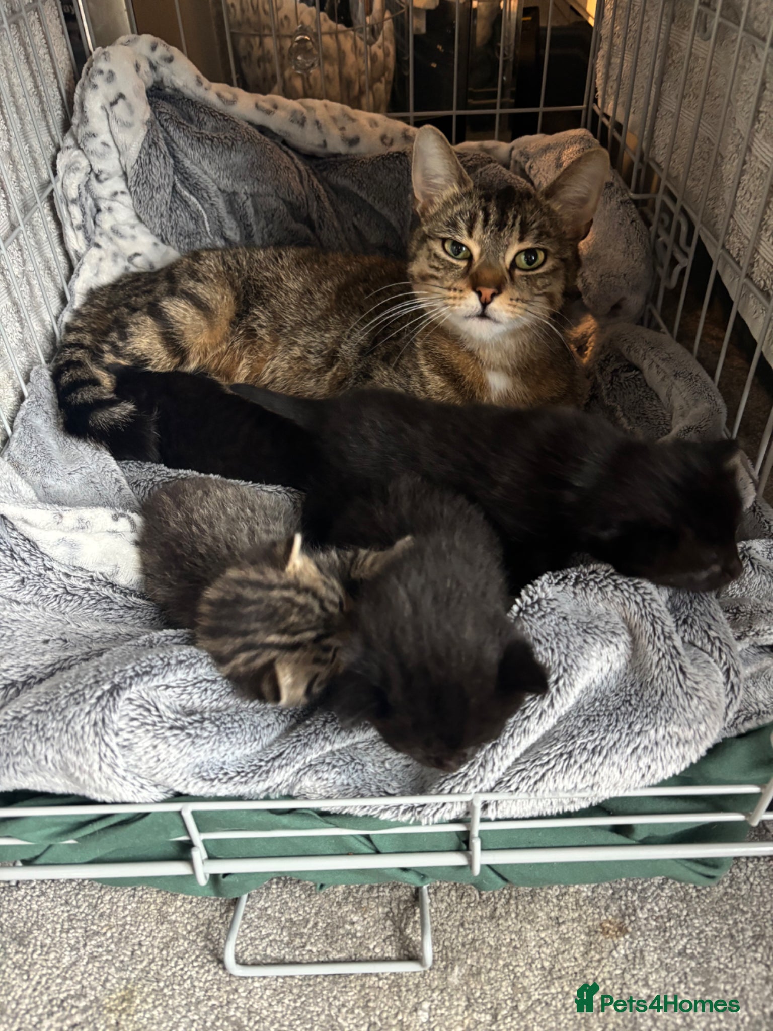 Mixed Breed cats 1 tabby 3 black kittens  - Advert 1