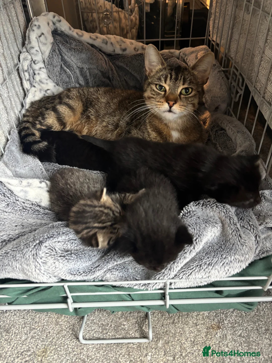 Mixed Breed cats for sale: 1 tabby 3 black kittens  - Advert 1