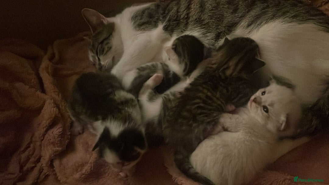 Mixed Breed cats for sale: 5 gorgeous kittens - Advert 1