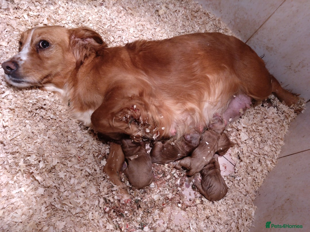 Cockapoo dogs for sale: F1 Cockapoos - Image 2