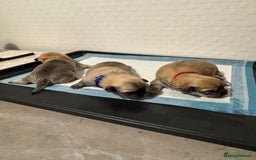 Chiweenie dogs for sale: 5 Beautiful Chiweenie Puppies - Image 15