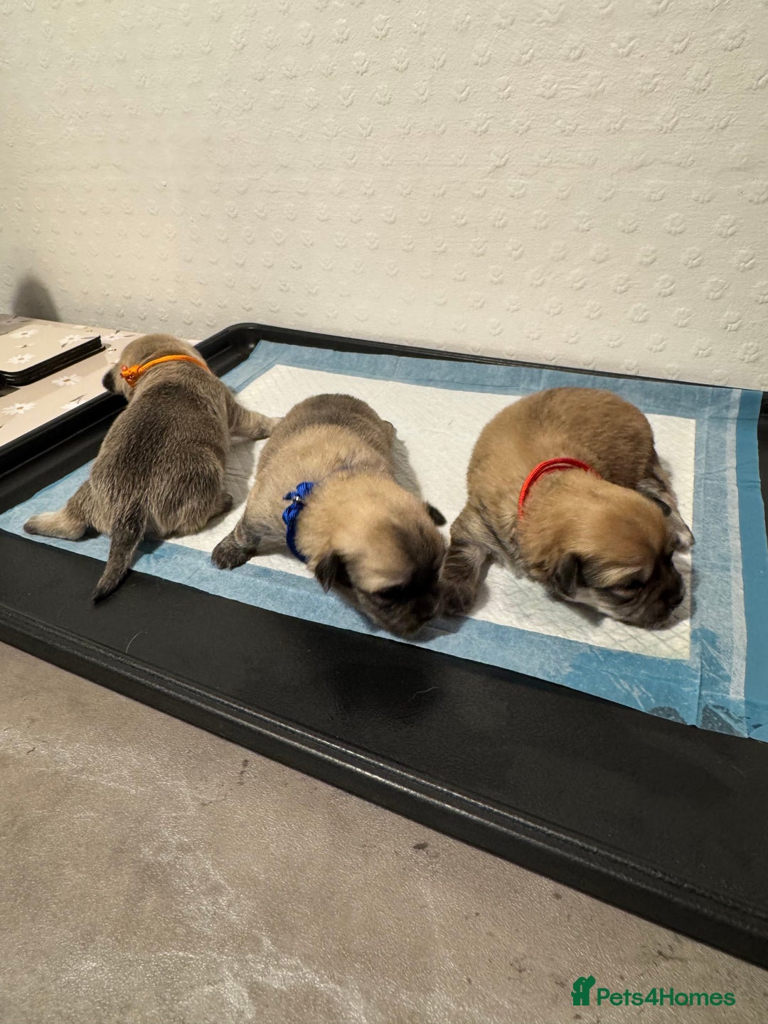 Chiweenie dogs for sale: 5 Beautiful Chiweenie Puppies - Image 15
