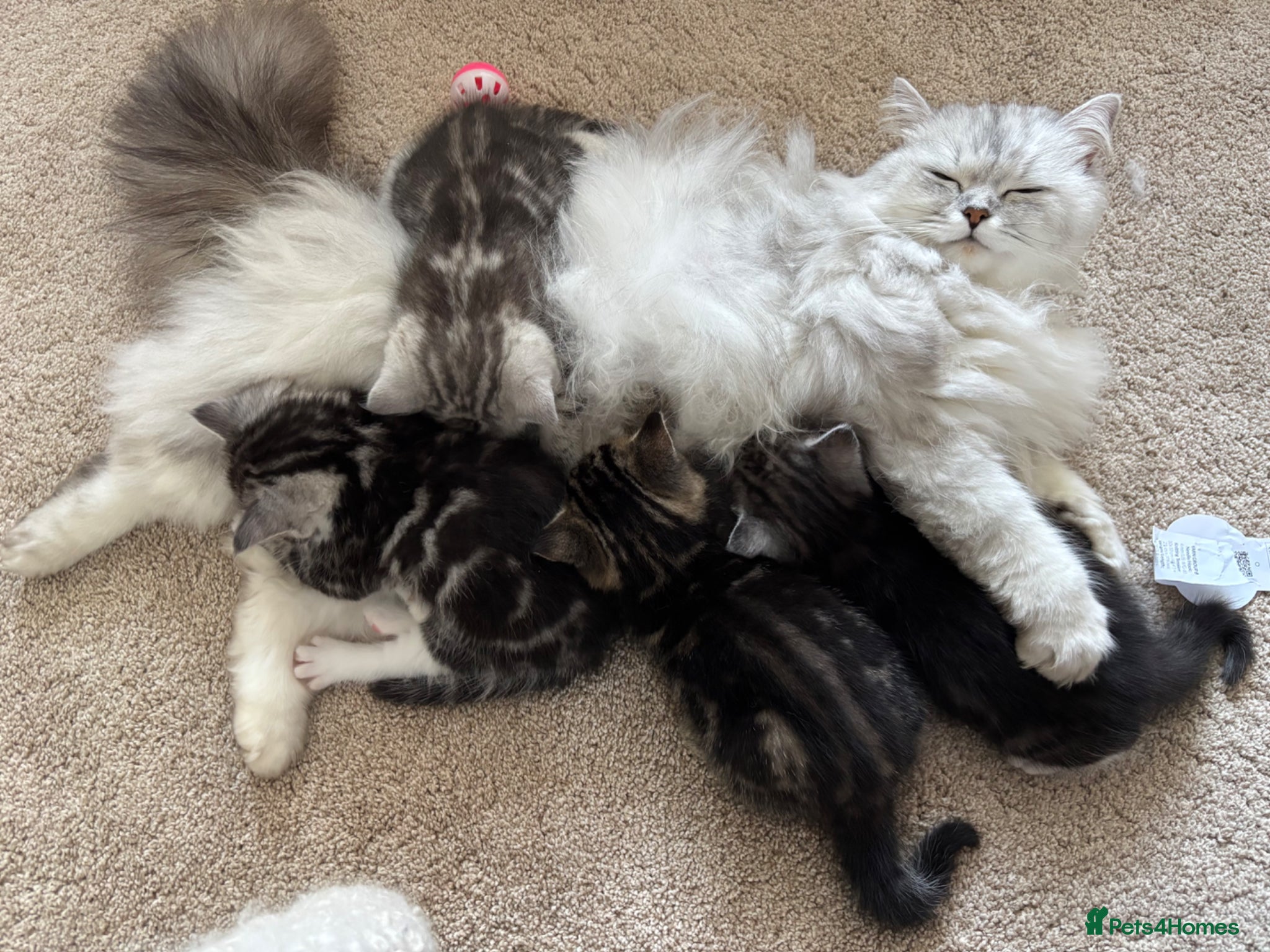 Ragdoll cats for sale: Gorgeous kittens!! - Advert 8