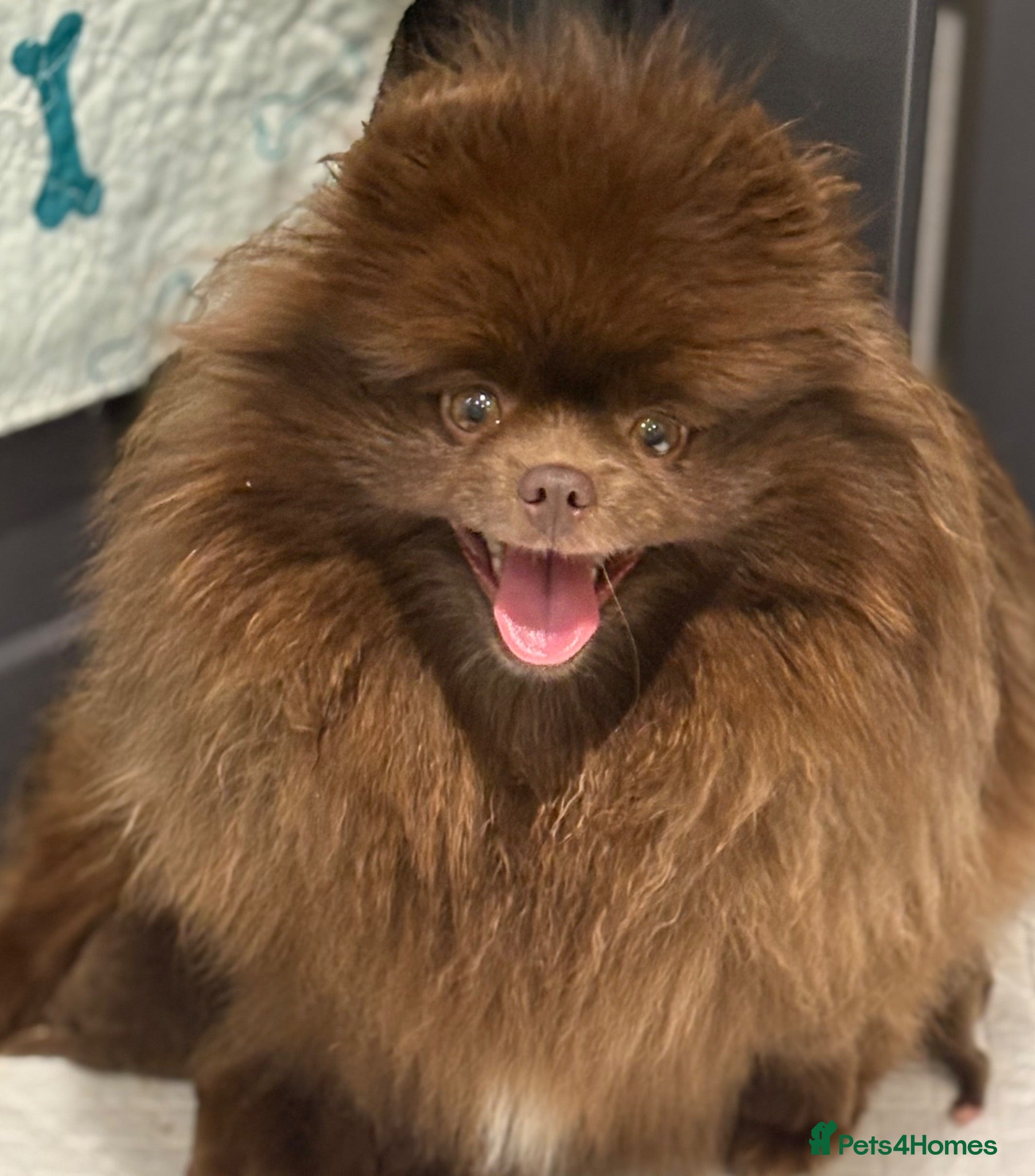 Pomeranian dogs Chocolate female Pomeranian  - Advert 9