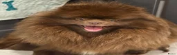 Pomeranian dogs for sale: Chocolate female Pomeranian  - Advert 1