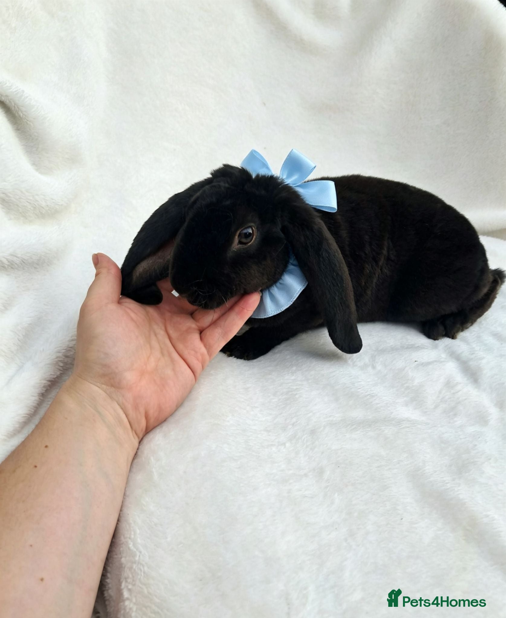 Rex rabbits RARE Velveteen young male  - Advert 7