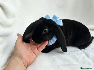 Rex rabbits RARE Velveteen young male - Advert 1