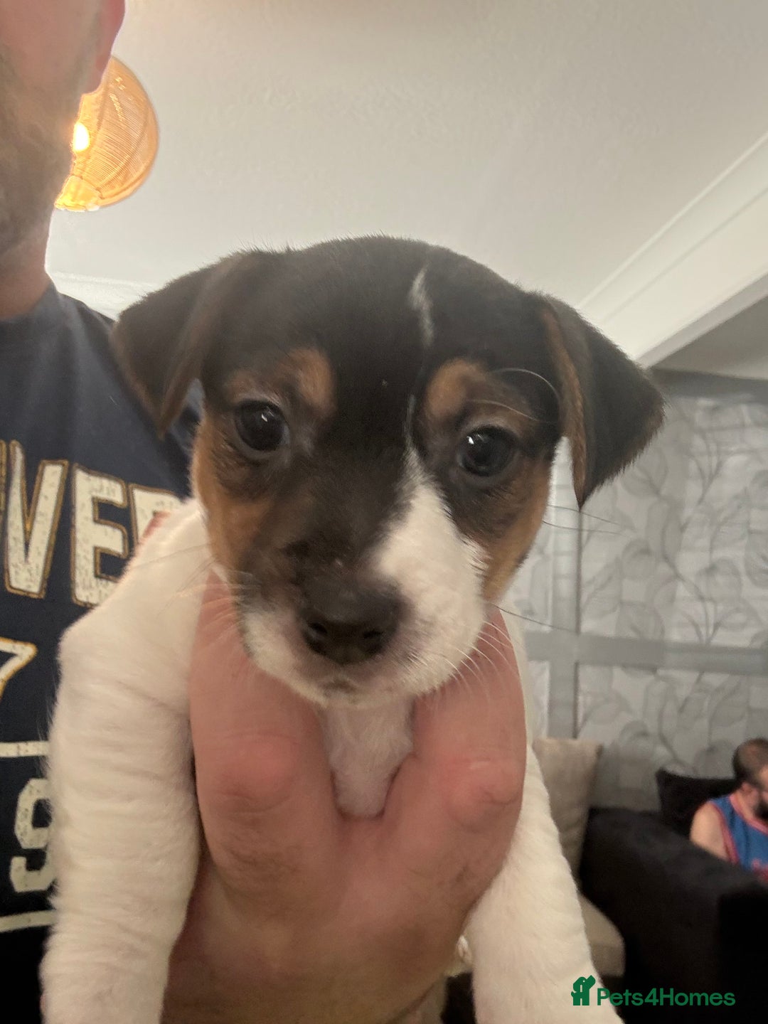 Jack Russell dogs for sale: jack Russell puppies for sell  - Image 14