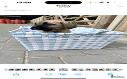 Cane Corso dogs for sale: cane corso puppy’s! - Image 7