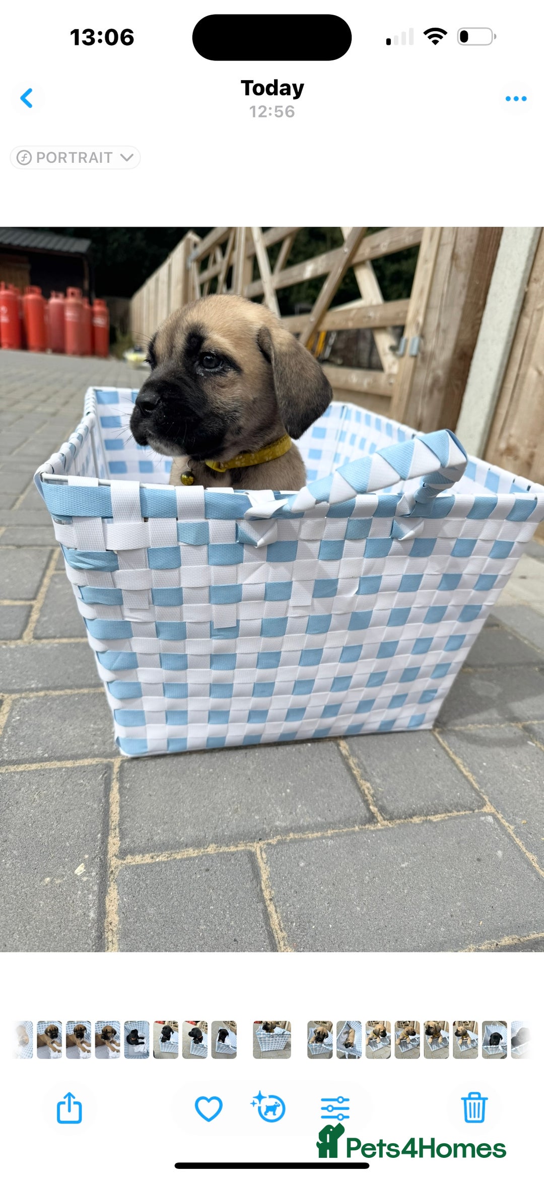 Cane Corso dogs for sale: cane corso puppy’s! - Image 7