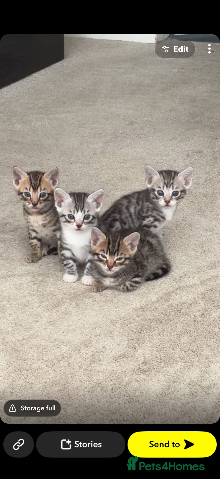 Bengal cats Bengal kittens - Advert 16