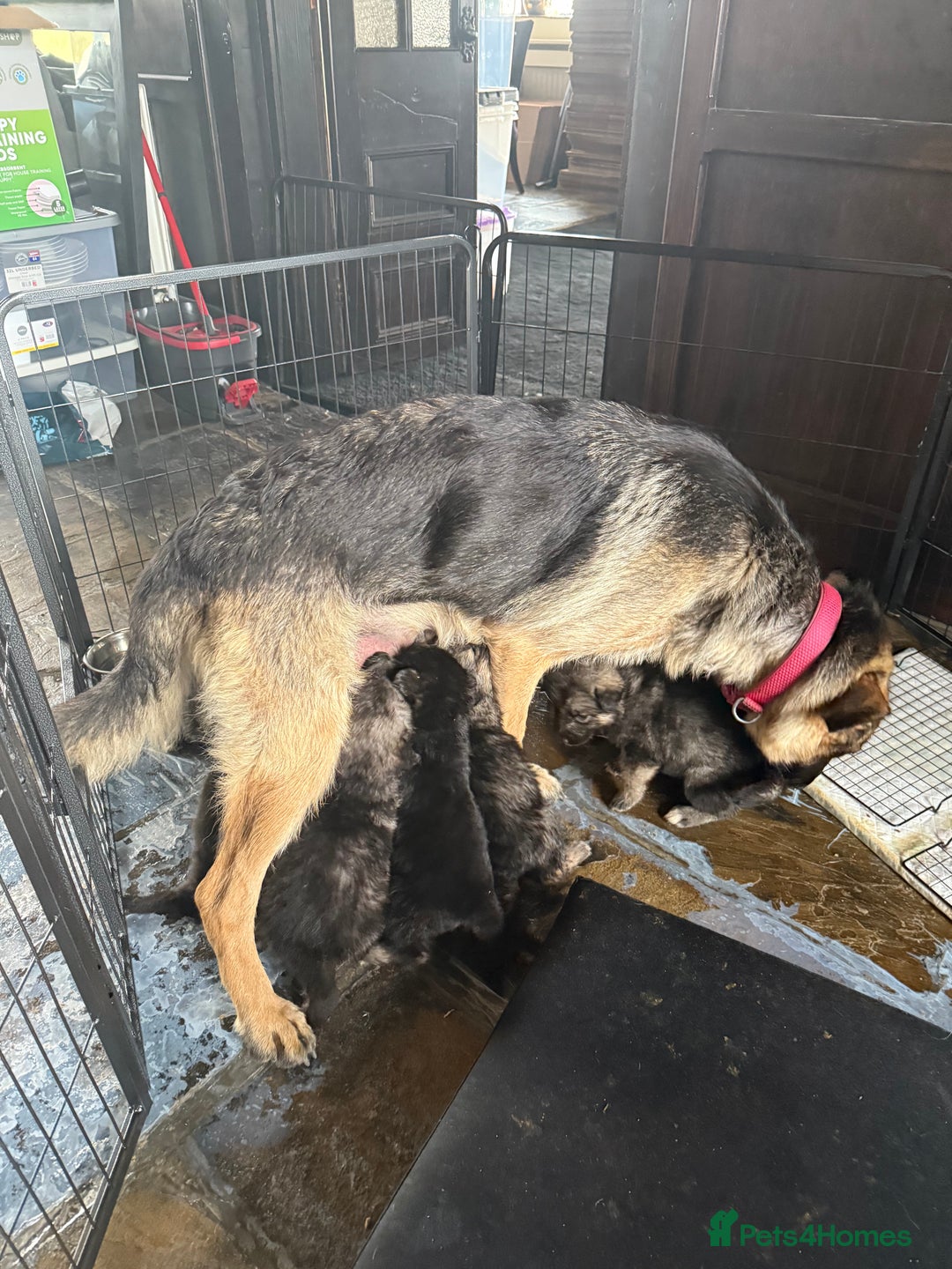 Mixed Breed dogs for sale: Alaskan Malamute x German Shepard Cross puppies - Image 15